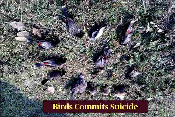 Jatinga - Place Where Birds Commits Suicide Jatinga - Place Where Birds Commits Suicide