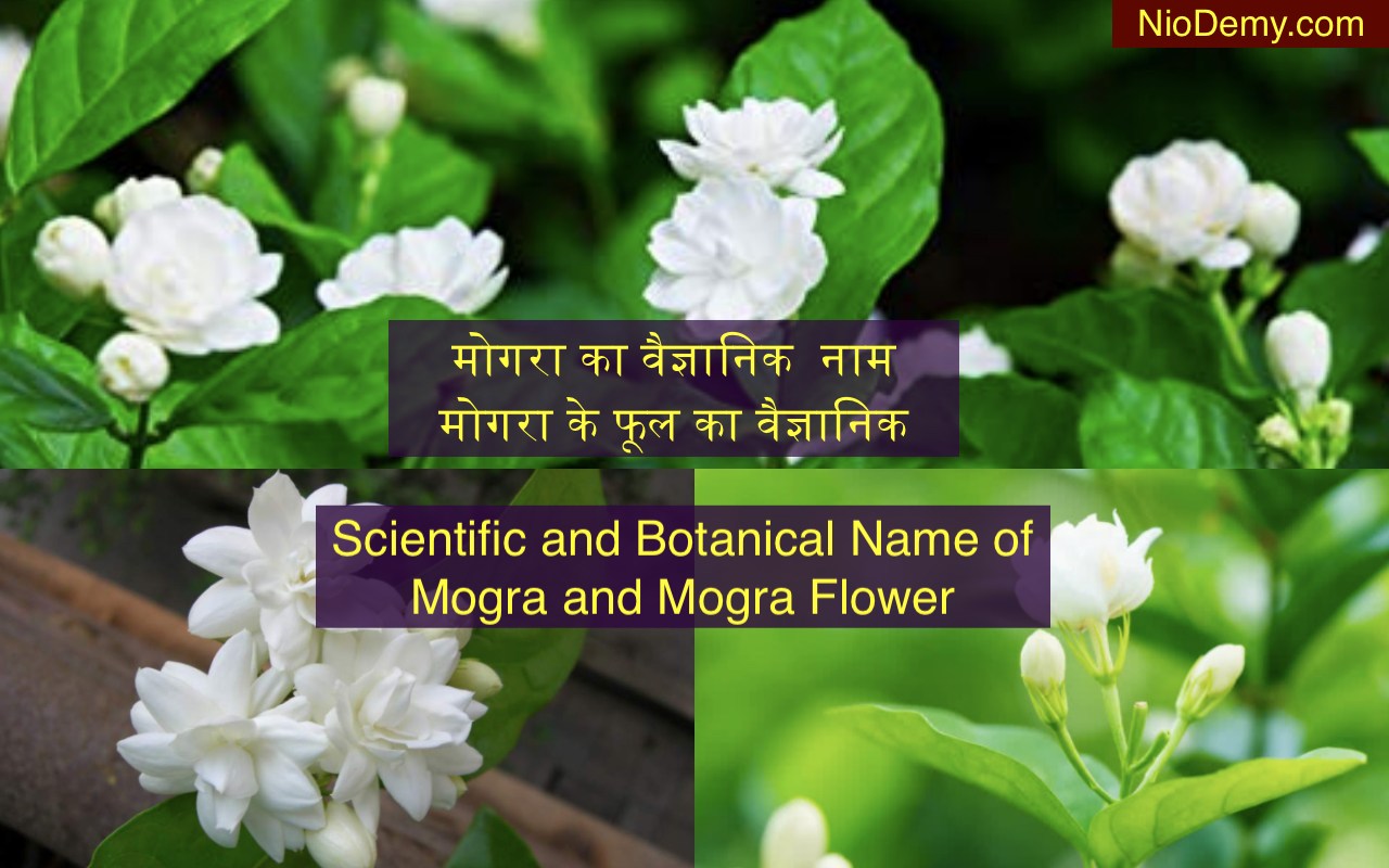 Mogra Ke Fool Ka Scientific Naam